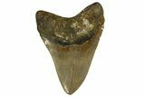 Fossil Megalodon Tooth - North Carolina #328099-2